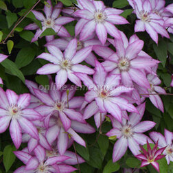 ������ ������ �������� ��������������� ���   ����