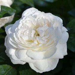 ������ ������ ���� �������� ��������� ��������   ����