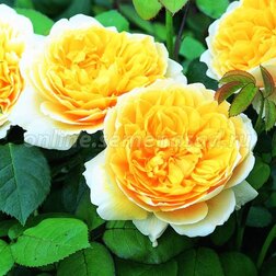 ������ ������ ���� ���������� �������� ��������   ����