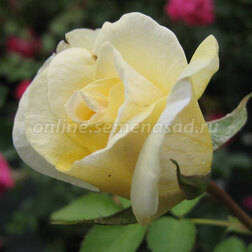 ������ ������ ���� ��������� �������� �. �. ������   ����