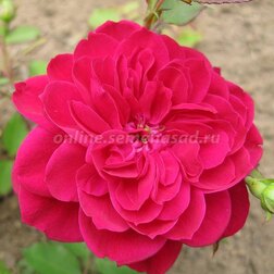 ������ ������ ���� ��������� �������� ������   ����