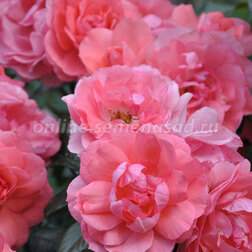 ������ ������ ���� ����� ���������� ������ �� �����   ����