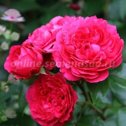 ������ ������ ���� ����� ���������� ��� �������� �� �����   ����