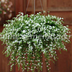 ������ ������ ������ ��������� (1��-100 �����) ���������������� ������   ����