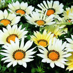 ������ ������ ������� ���� ���� (1��-100��) ���������������� ������   ����