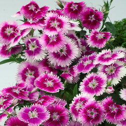 ������ ������ �������� ���� ����� ������ (1��-100��) ���������������� ������   ����