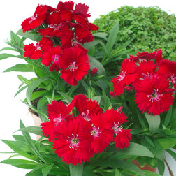 ������ ������ �������� ���� ��� (1��-100��) ���������������� ������   ����