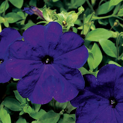 ������ ������ ������� ����������� ��� ��� (1��-100�����) ���������������� ������   ����