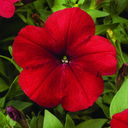 ������ ������ ������� ����������� ��� ��� (1��-100�����) ���������������� ������   ����