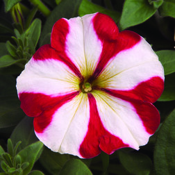 ������ ������ ������� ����������� ��� ��� ���� (1��-100�����) ���������������� ������   ����