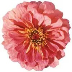 ������ ������ ������ ������ ���� (1��-250 ��) ���������������� ������   ����