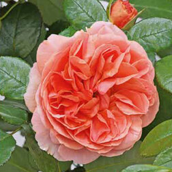 ������ ������ ���� �������� ����������   ����