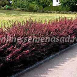 ������ ������ �������� �������� ������������ (3 ��.)   ����