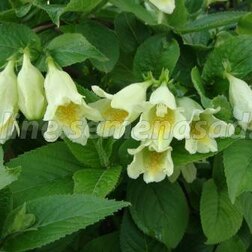 ������ ������ ������� ������� �����������   ����