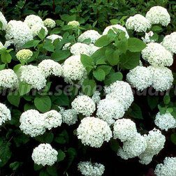 ������ ������ ��������� ����������� �����������   ����