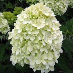 ������ ������ ��������� ����������� ��������   ����