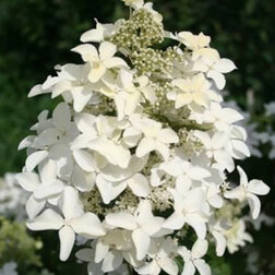 ������ ������ ��������� ����������� �������� ��������   ����