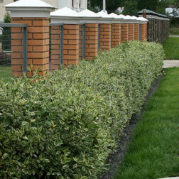 ������ ������ ������� ������ ������������� (3 ��.) (�����)   ����