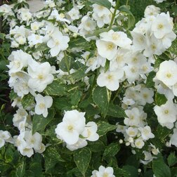 ������ ������ ������ ������� (��������) ��������   ����