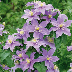 ������ ������ �������� ��������������� ���� (1-�����)   ����