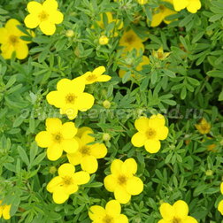 ������ ������ �������� ������������� ���������� (3 ��.)   ����