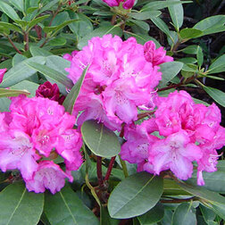 ������ ������ ����������� ������������ ��������   ����