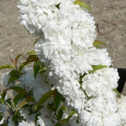 ������ ������ ������ (����� ������������) ����� �����   ����