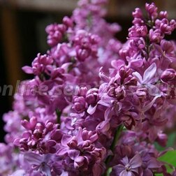 ������ ������ ������ ������������ ����������   ����