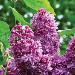 ������ ������ ������� ������ �������� (������������)   ����