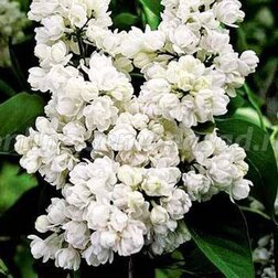 ������ ������ ������� ������ ������ � ����������� (������������)   ����