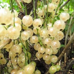 ������ ������ ��������� ����� �����   ����