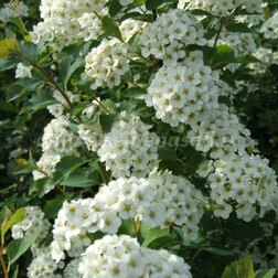 ������ ������ ������� ������ ���-����� (3 ��.)   ����