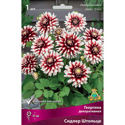 ������ ������ �������� ������������ ������ ������� (1 ��.)   ����