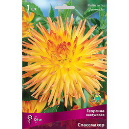 ������ ������ �������� ���������� ����������   ����