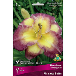 ������ ������ �������� ��������� ��� ��� ����*   ����