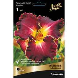 ������ ������ �������� ��������� ��������*   ����