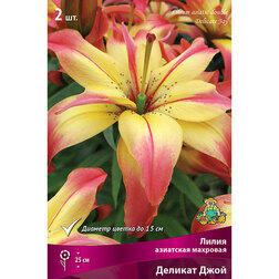 ������ ������ ����� ��������� �������� ������� ���� (2 ��.)   ����