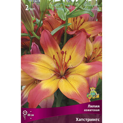 ������ ������ ����� ��������� ���������� (2 ��.)   ����