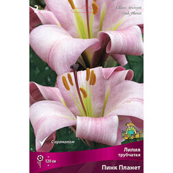 ������ ������ ����� ��������� ���� ������ (2 ��.)   ����