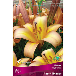 ������ ������ ����� ��������� ����� ������ (2 ��.)   ����