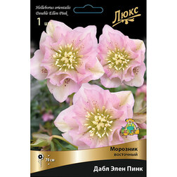 ������ ������ �������� ��������� ���� ���� ����*   ����