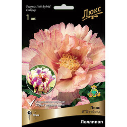 ������ ������ ���� ���-������ ��������* (2-3 �����)   ����