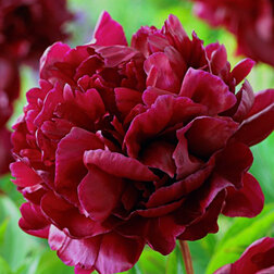 ������ ������ ���� ����������� ������*   ����