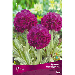 ������ ������ ������� ������������� ���   ����