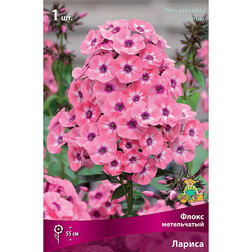 ������ ������ ����� ����������� ������   ����