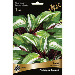 ������ ������ ����� ��������� �������� ������*   ����