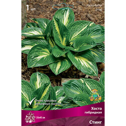 ������ ������ ����� ��������� �����*   ����