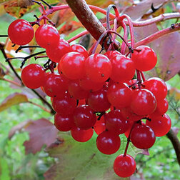 ������ ������ ������ ������� (������������) �������   ����