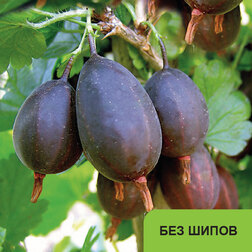 ������ ������ ��������� ��������� (��� �����)   ����