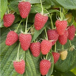 ������ ������ ������� ������ ������������ �����   ����